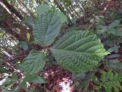 Image of Styrax glabrescens Benth.