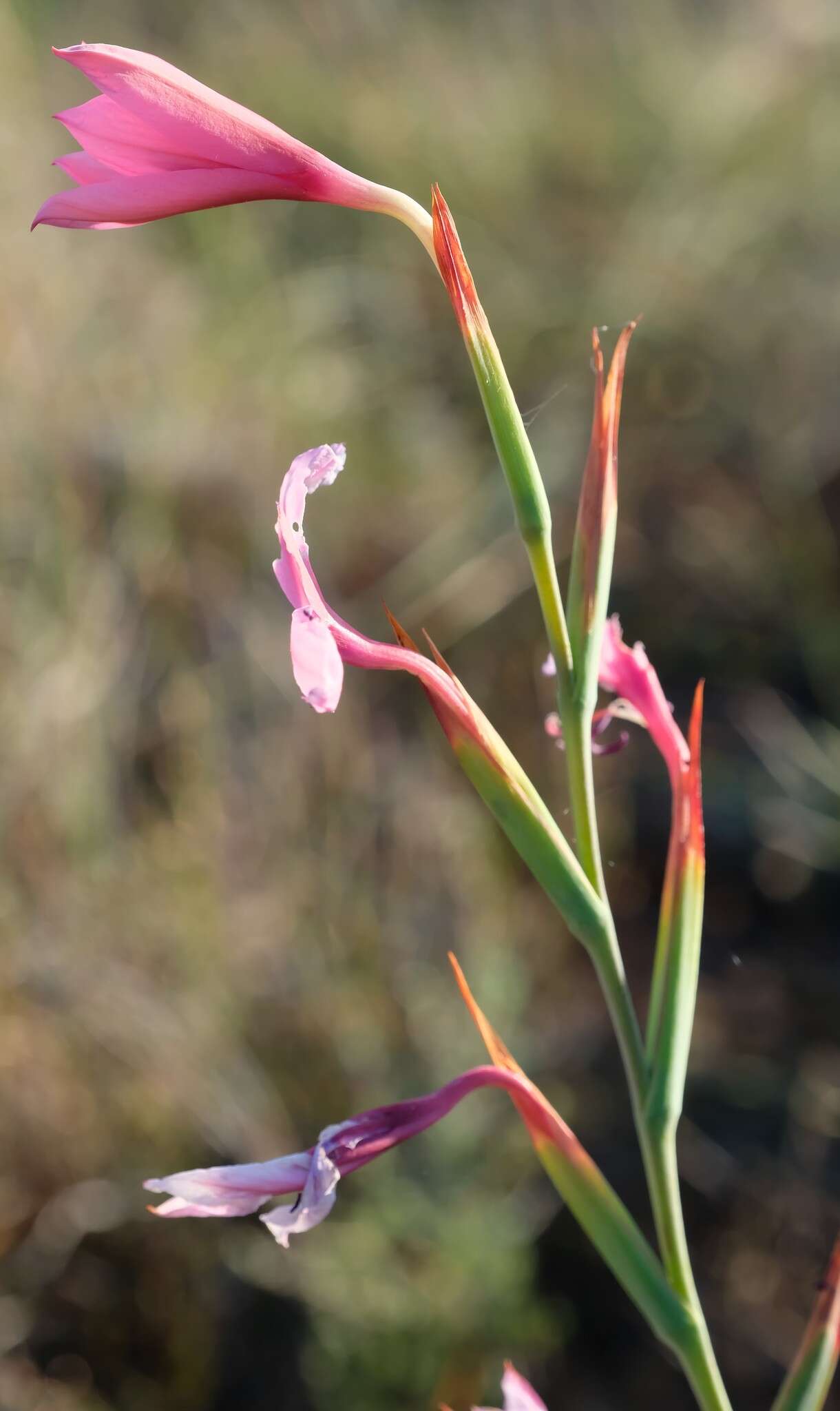 Image of Swartveld Watsonia