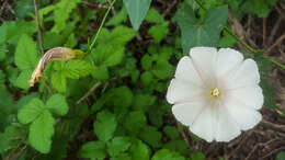 Image of Pacific false bindweed