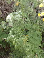 Image of Ferula communis subsp. linkii (Webb) Reduron & Dobignard