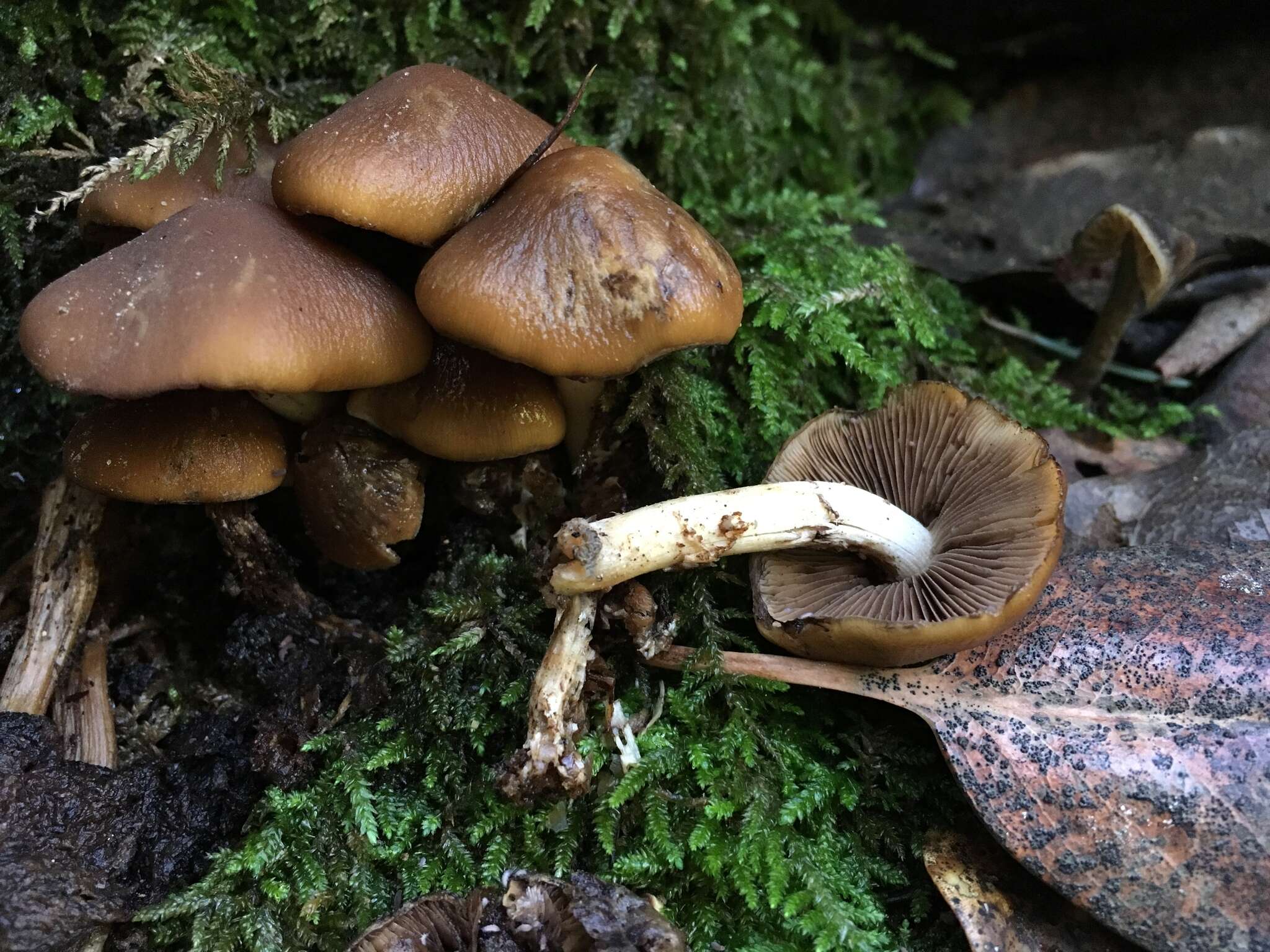 Image of Psathyrella piluliformis (Bull.) P. D. Orton 1969