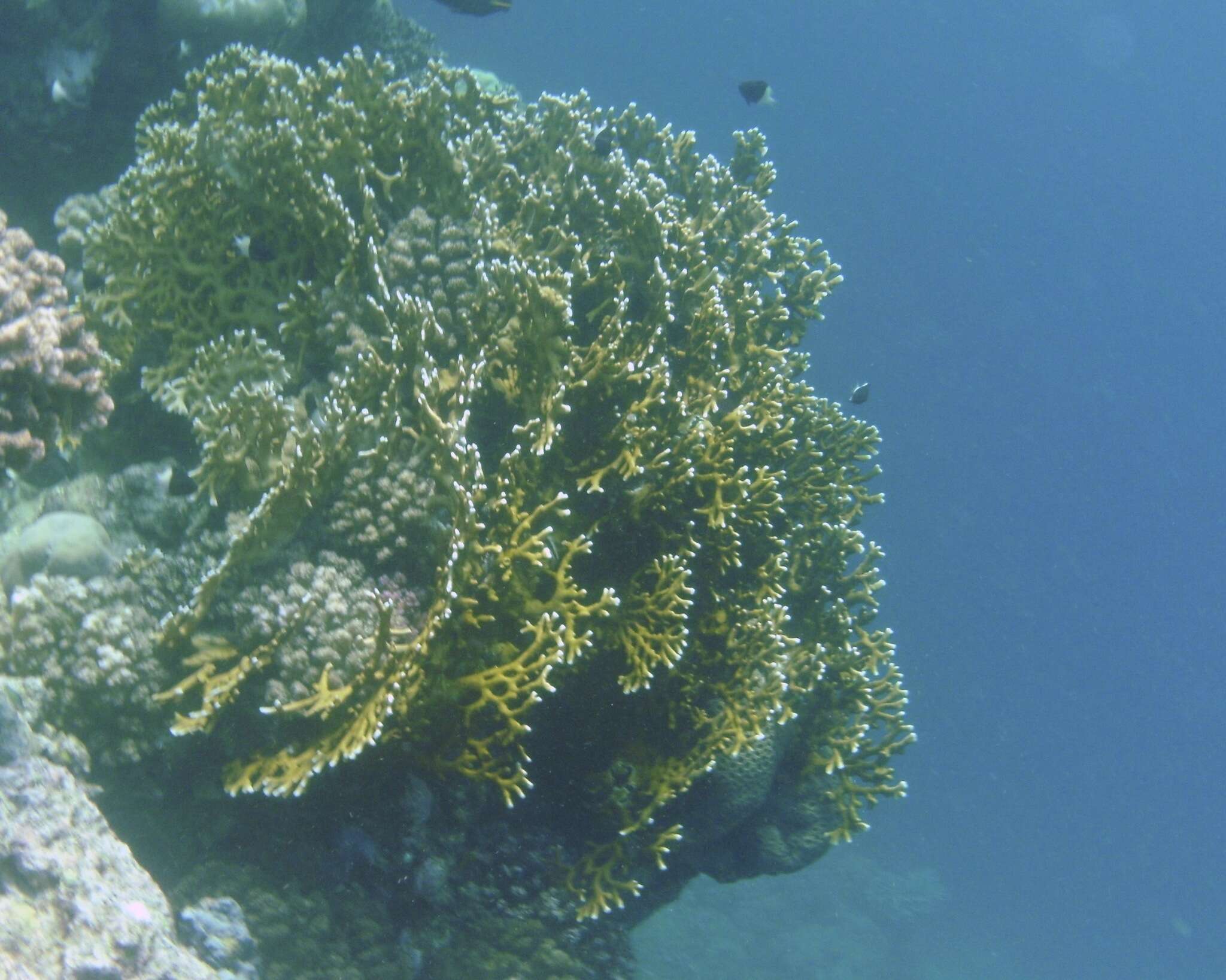 Image of Fire coral