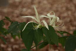 Image of Bauhinia tarapotensis Benth.