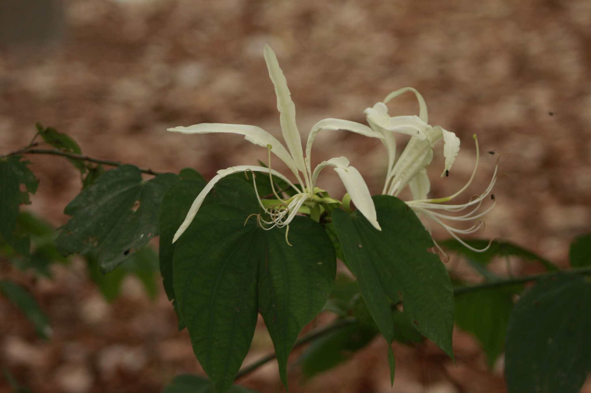 Image of Bauhinia tarapotensis Benth.