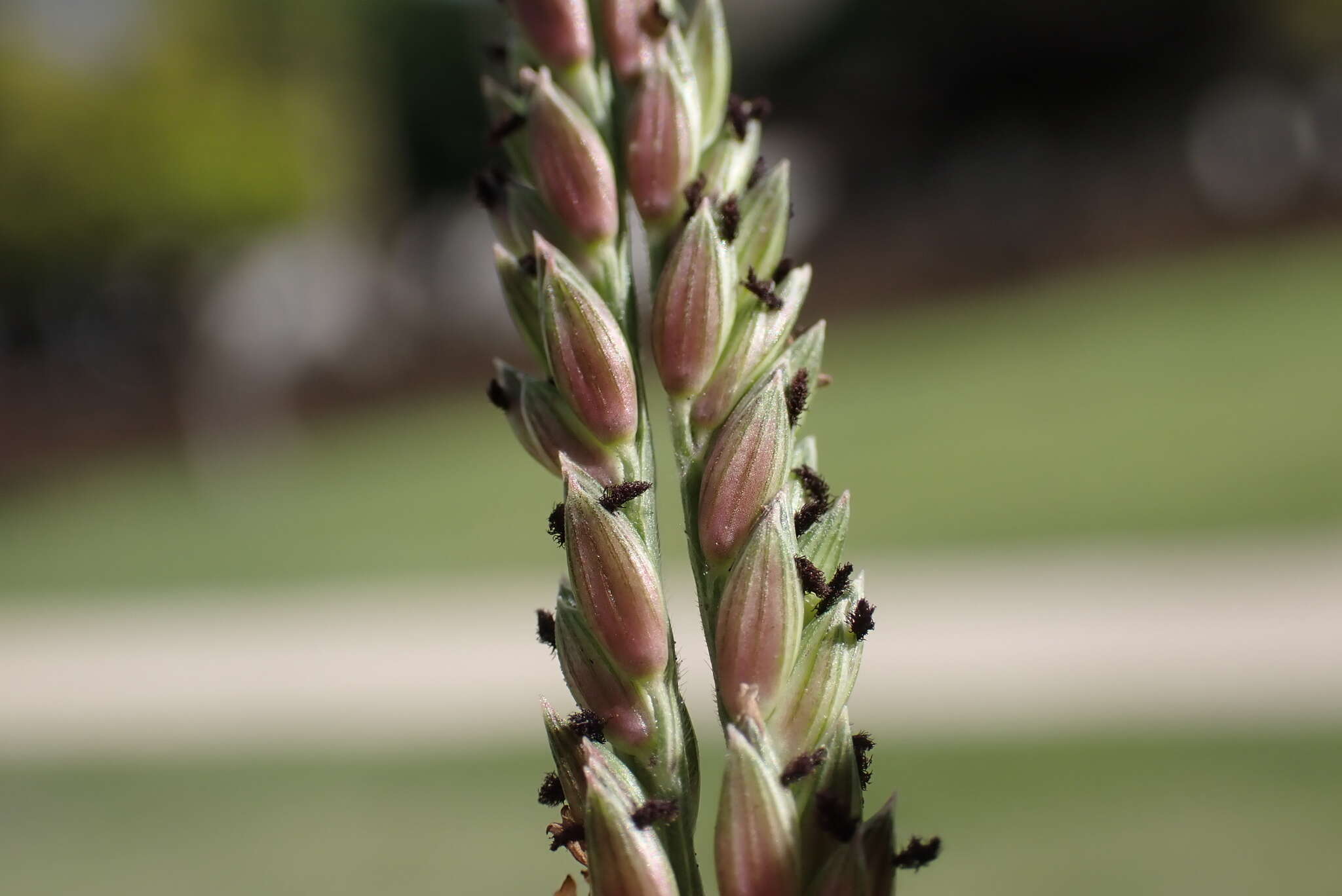 Image of Thurston grass