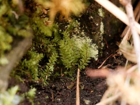 Image of Opal Thread-moss