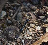 Image of Myrmecia tarsata Smith 1858