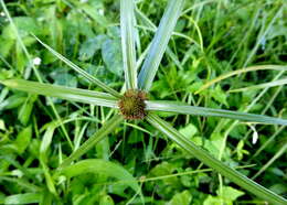 Image of Cyperus aromaticus (Ridl.) Mattf. & Kük.