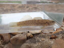 Image of Guardian darter