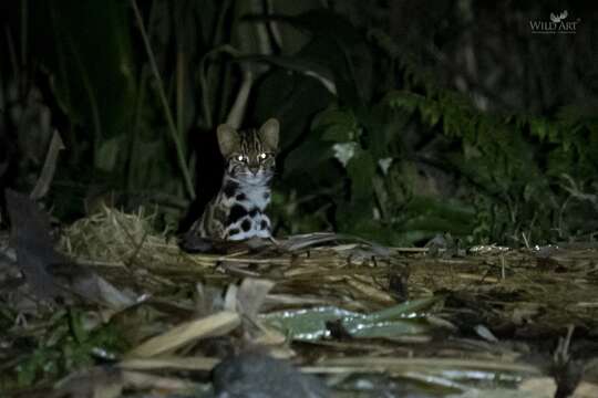 Слика од Prionailurus bengalensis bengalensis (Kerr 1792)