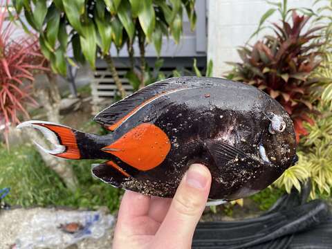 Image of Achilles Tang