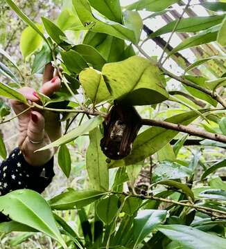 Image of Seminole Bat