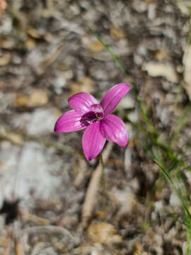 Image de Caladenia emarginata (Lindl.) Rchb. fil.