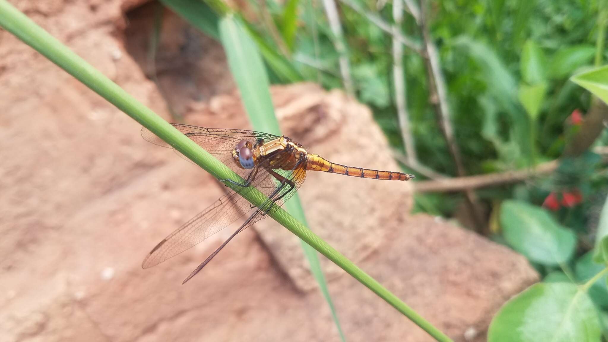 Image of Orthetrum azureum (Rambur 1842)