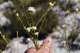 Image of Lachnaea capitata (L.) Cr.