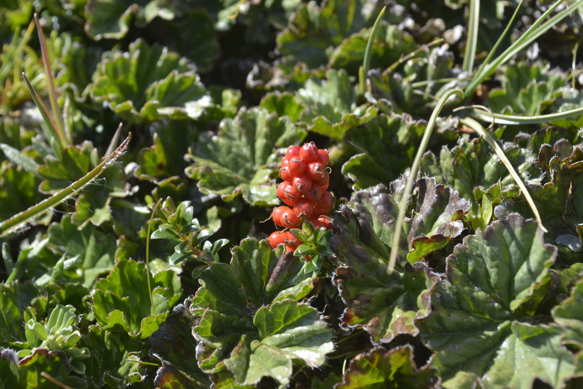 صورة Gunnera magellanica Lam.