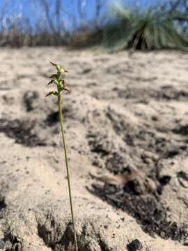 Image of Genoplesium rufum (R. Br.) D. L. Jones & M. A. Clem.