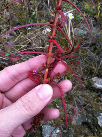 صورة Ammannia coccinea Rottb.