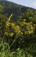 Image of Ligularia heterophylla Rupr.