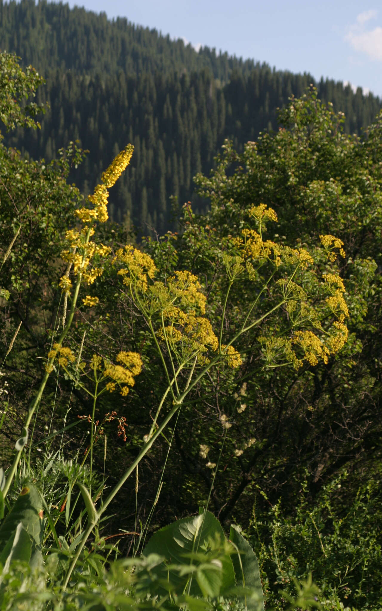 Image of Ligularia heterophylla Rupr.