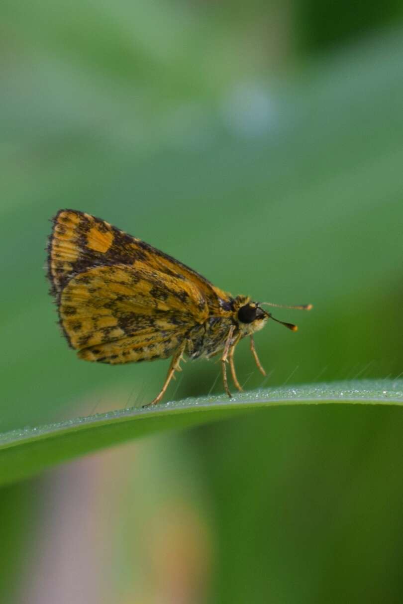 Image of Bush Hopper