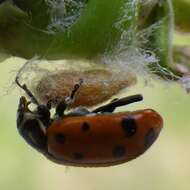 Image of Dinocampus coccinellae paralysis virus