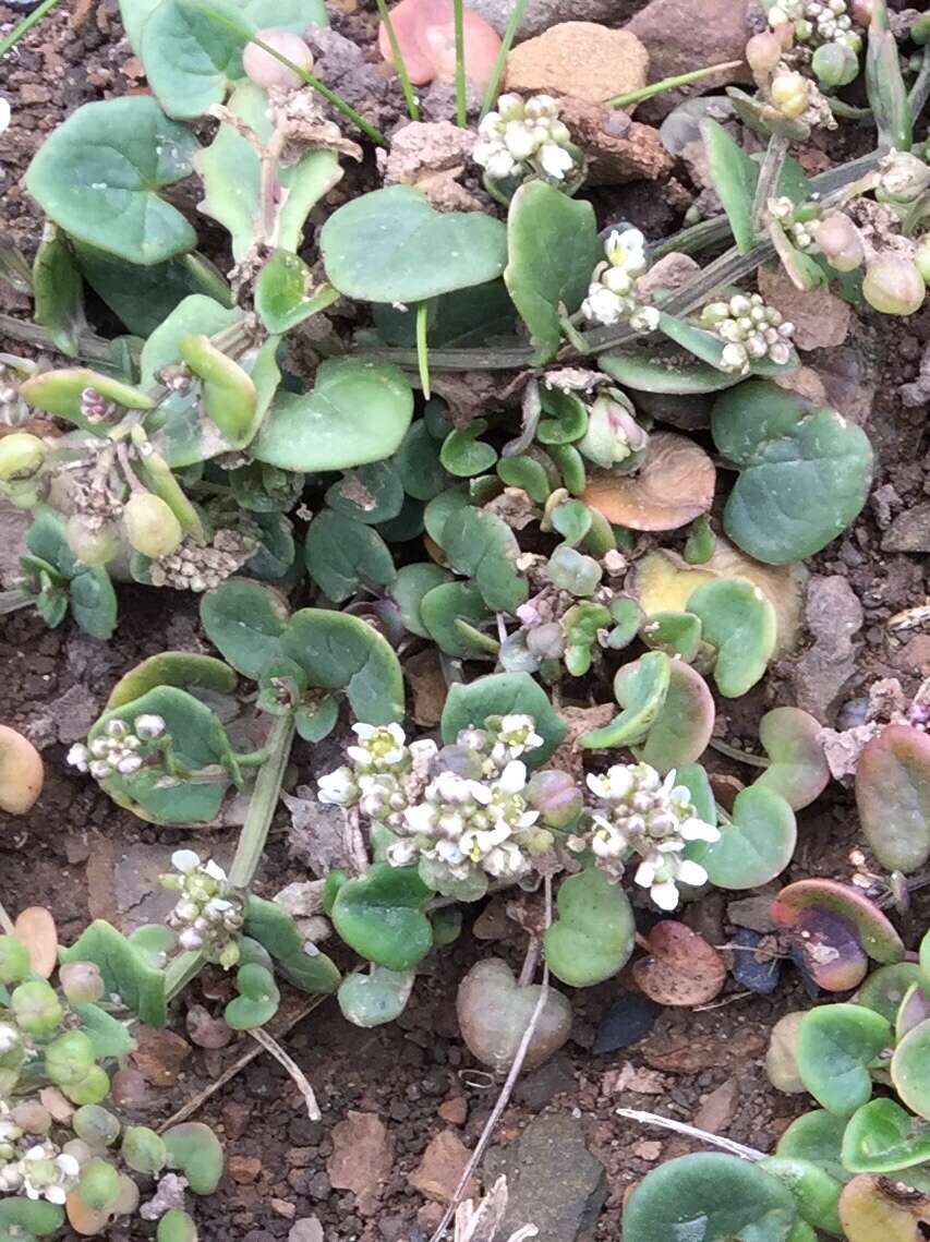 Image of Common Scurvygrass