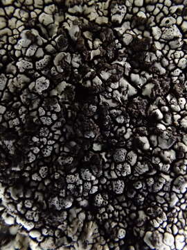 Image of California mountain lichen
