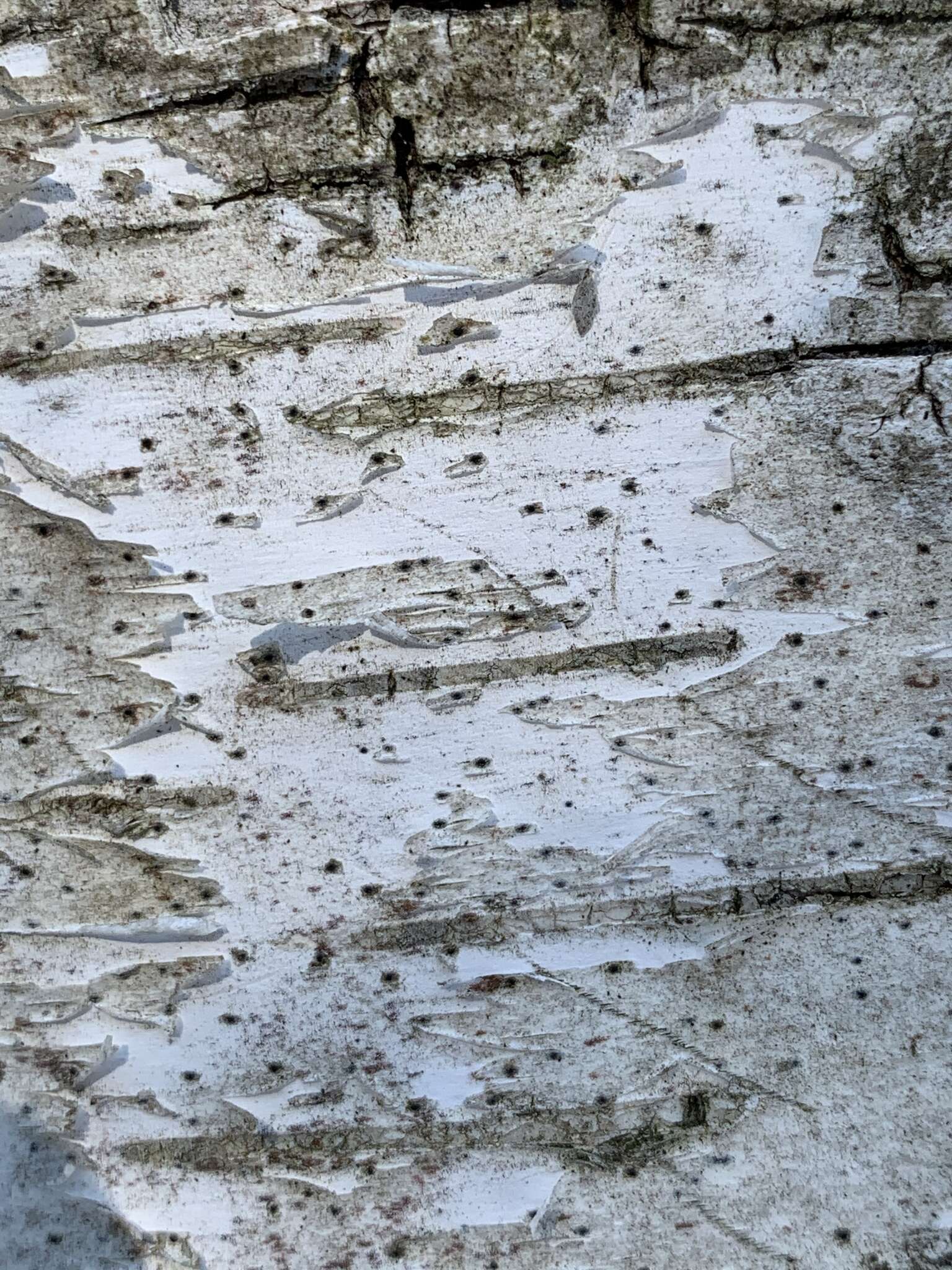 Image of birchbark dot lichen