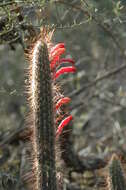 Image of Cleistocactus baumannii (Lem.) Lem.