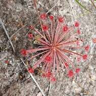 Image of Drosera petiolaris R. Br. ex DC.