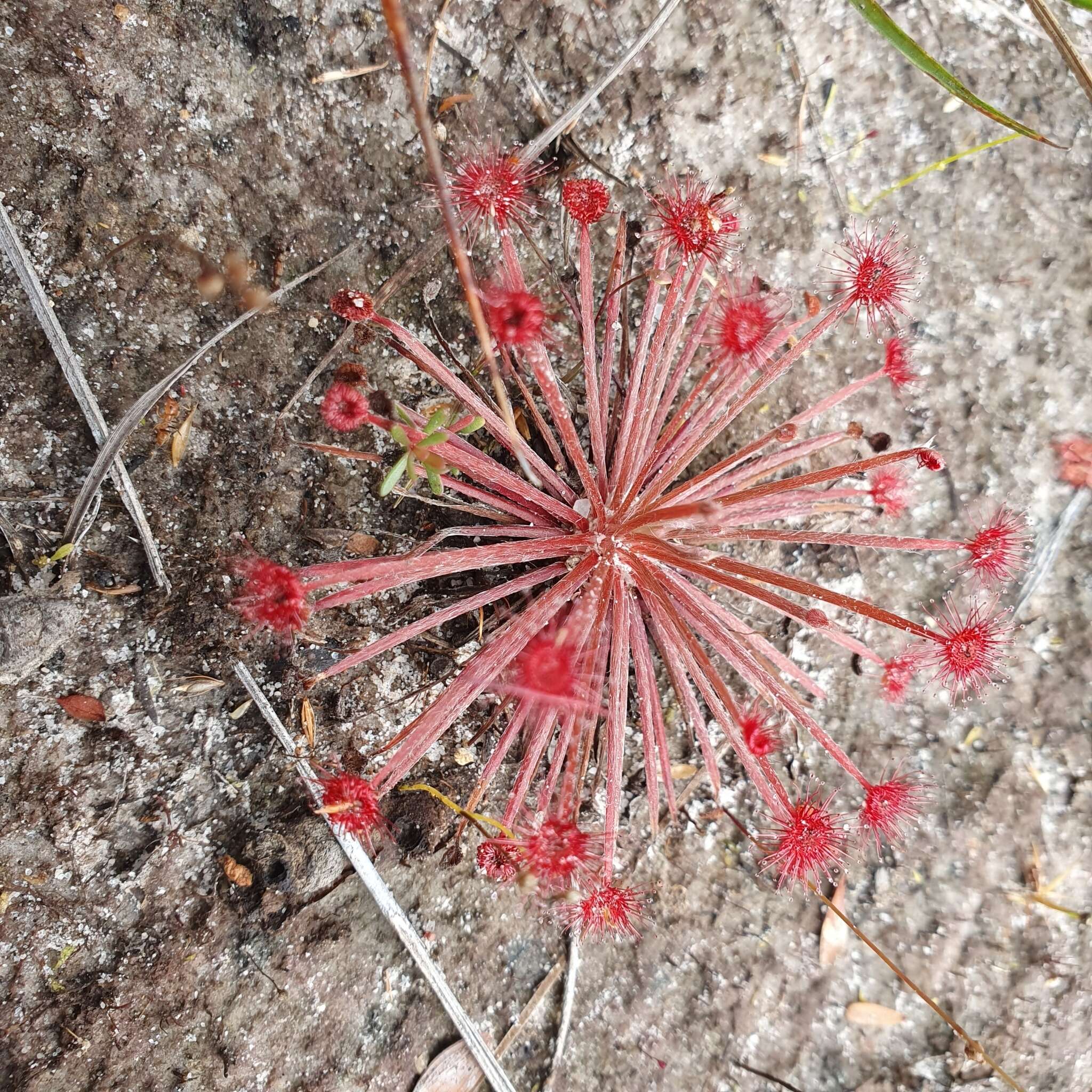 Image of Drosera petiolaris R. Br. ex DC.