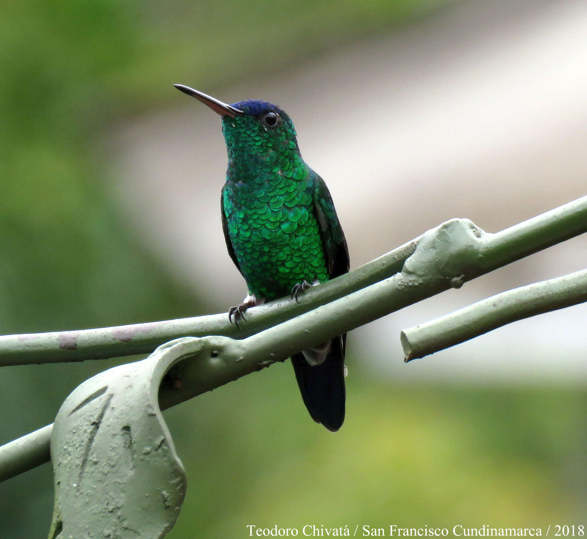 Image of Indigo-capped Hummingbird