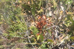 Image of Protea tenax (Salisb.) R. Br.