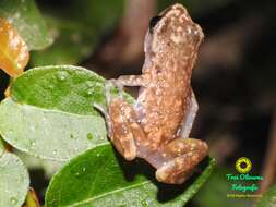 Image of Pale Chirping Frog