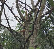 Image of Malayan lar gibbon
