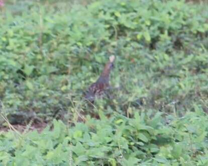 Image of Elegant Quail