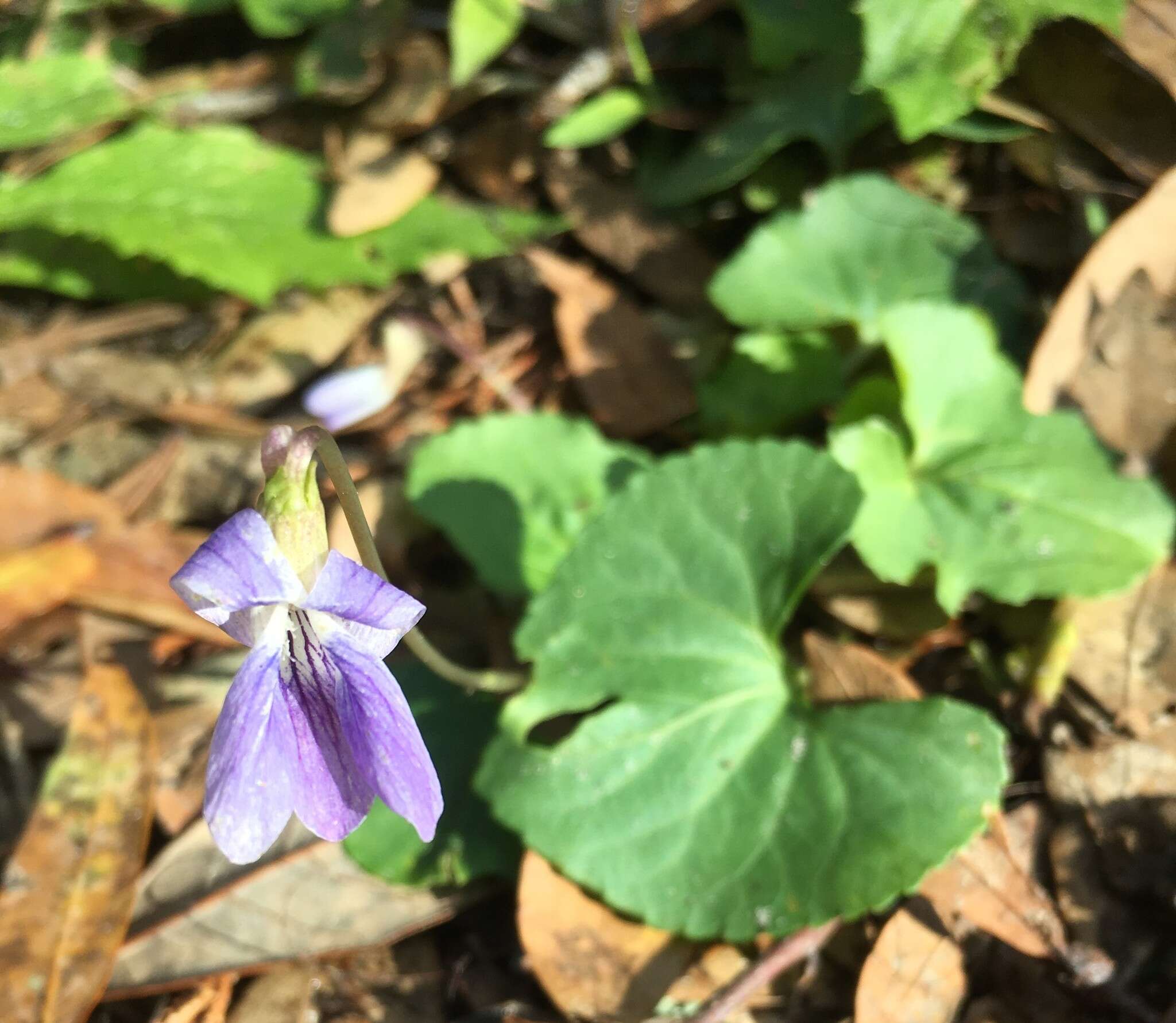 Viola edulis Spach resmi