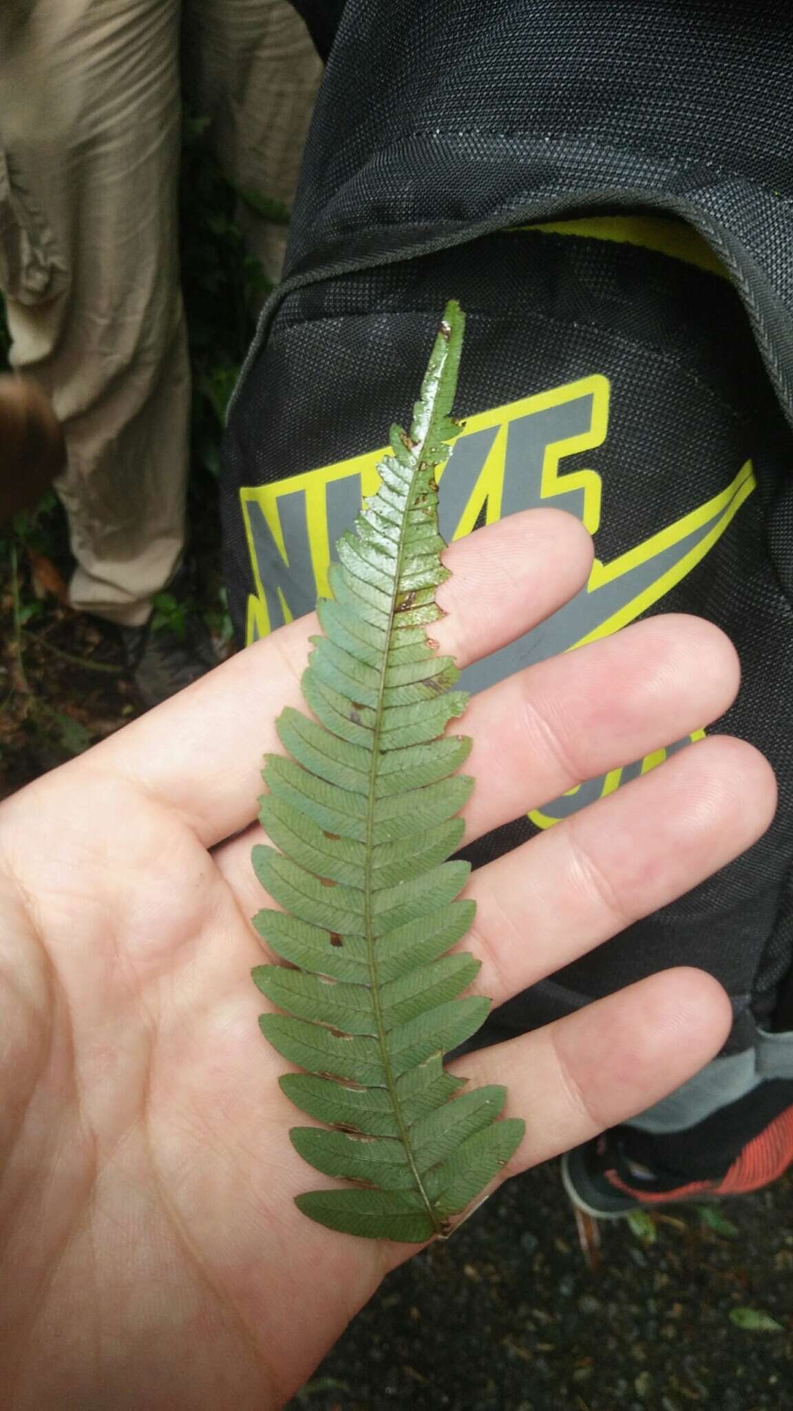 Imagem de Pteris aspericaulis Wall. ex Ag.