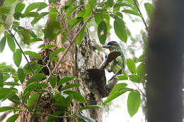 Image of Chinese Barbet