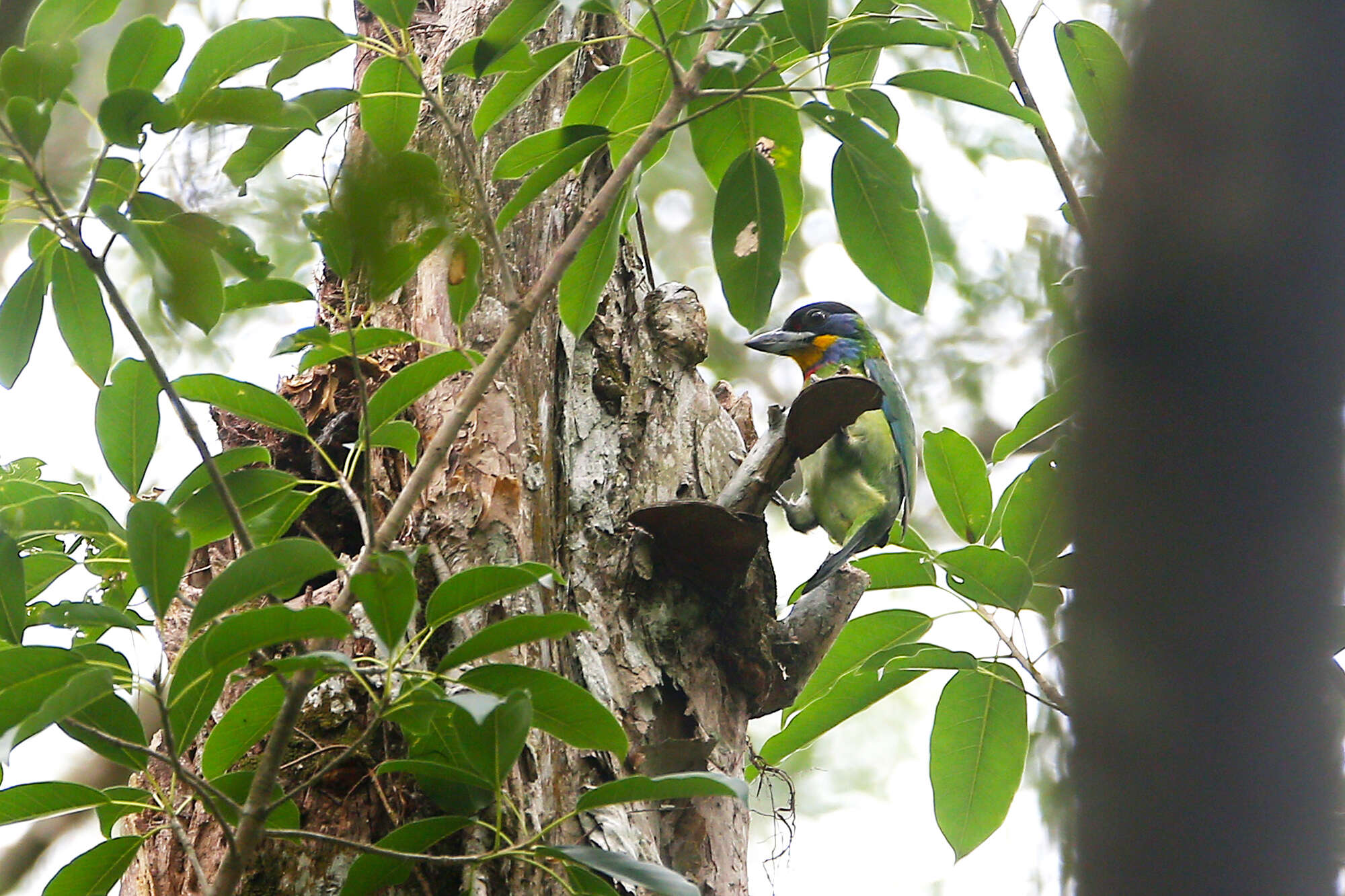 Image of Chinese Barbet