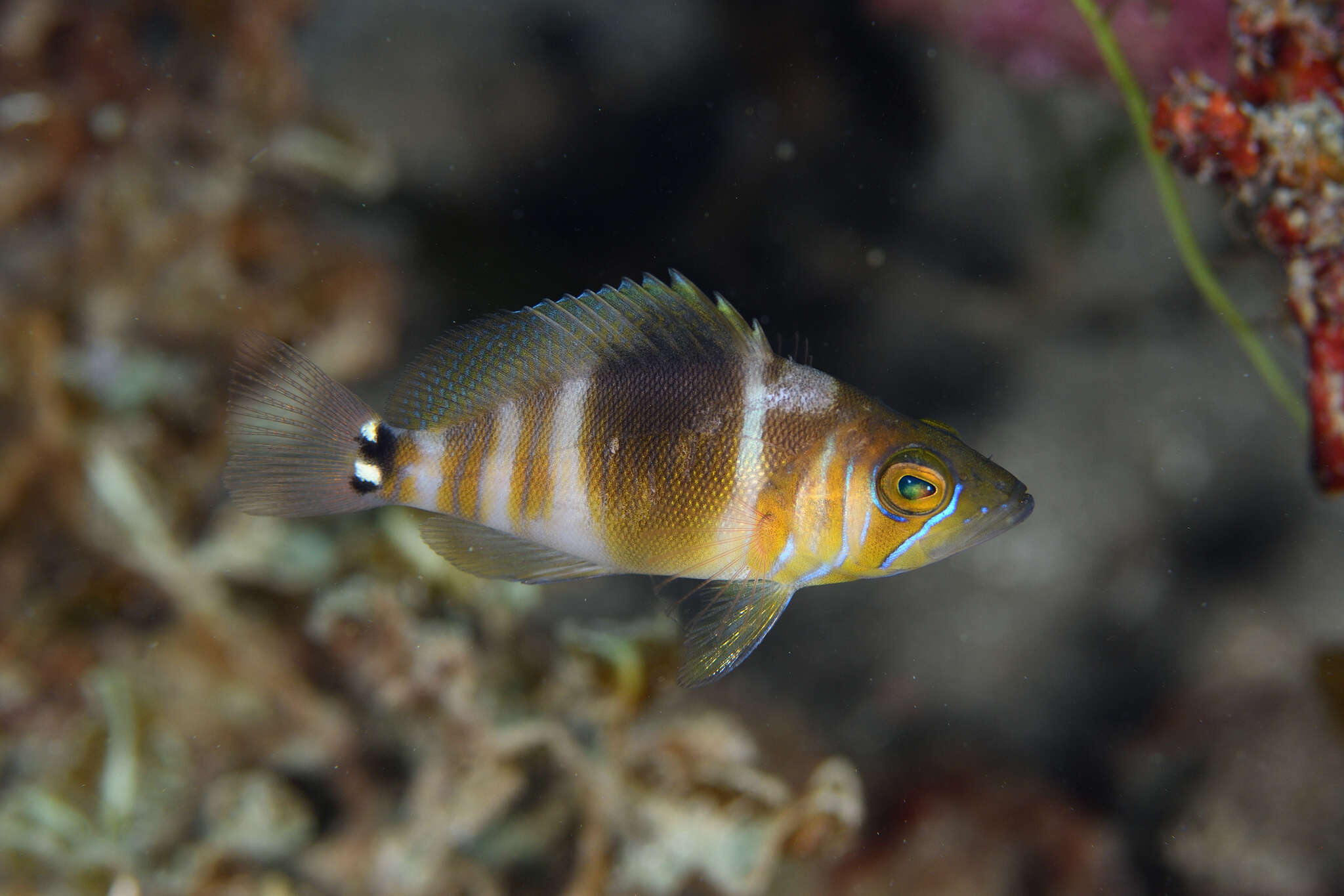 Image of Barred Hamlet