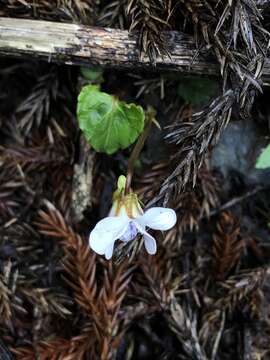 Image de Viola senzanensis Hayata