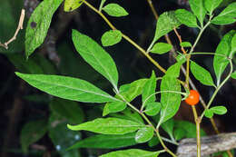 Image of Capsicum lanceolatum (Greenm. ex J. D. Sm.) Morton & Standl.