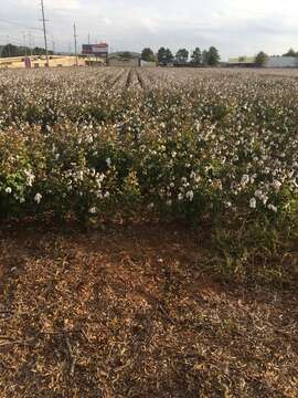 Image of upland cotton