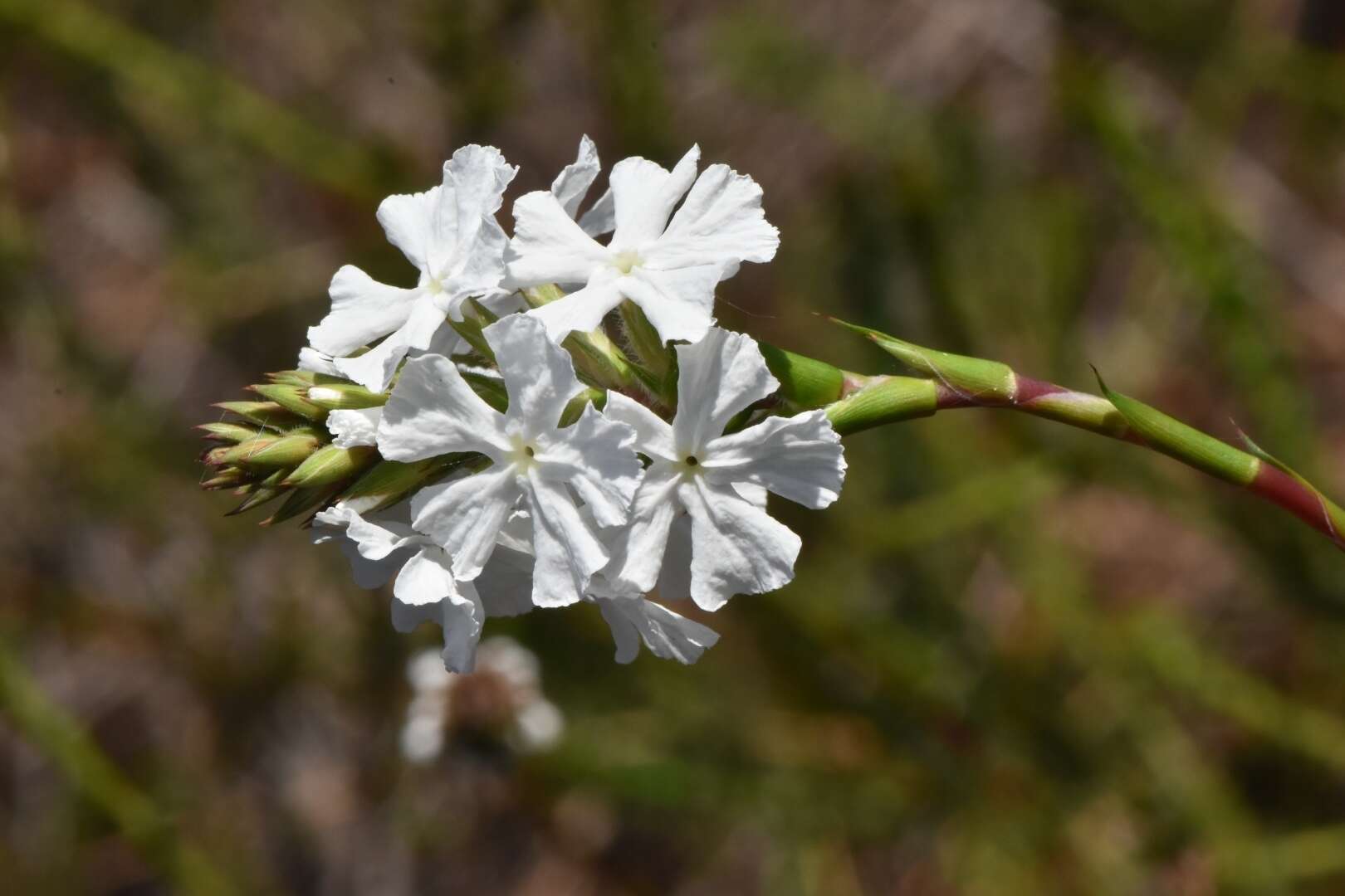 صورة Sphenotoma gracilis (R. Br.) Sweet