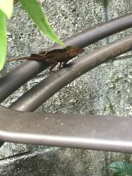 Image of Common Puerto Rican anole