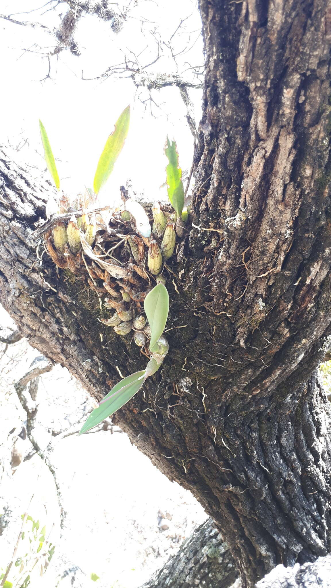 Слика од Laelia speciosa (Kunth) Schltr.