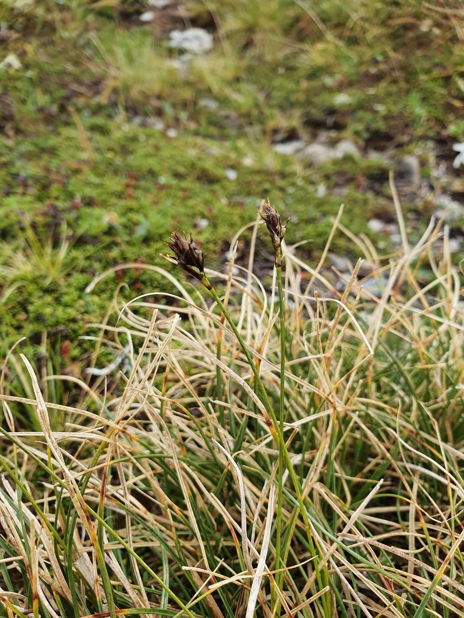 Image de Carex curvula All.