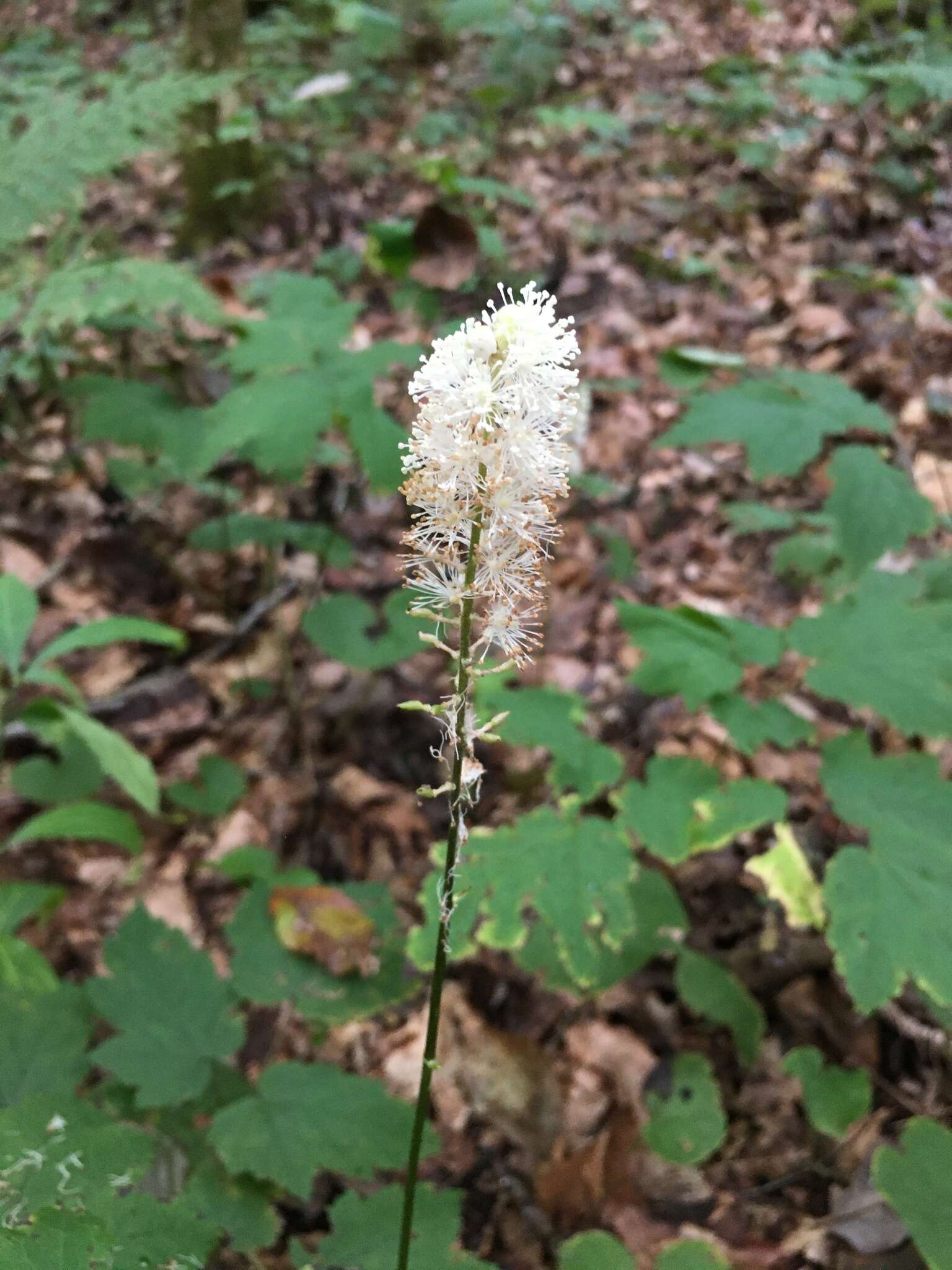 Image of Appalachian bugbane